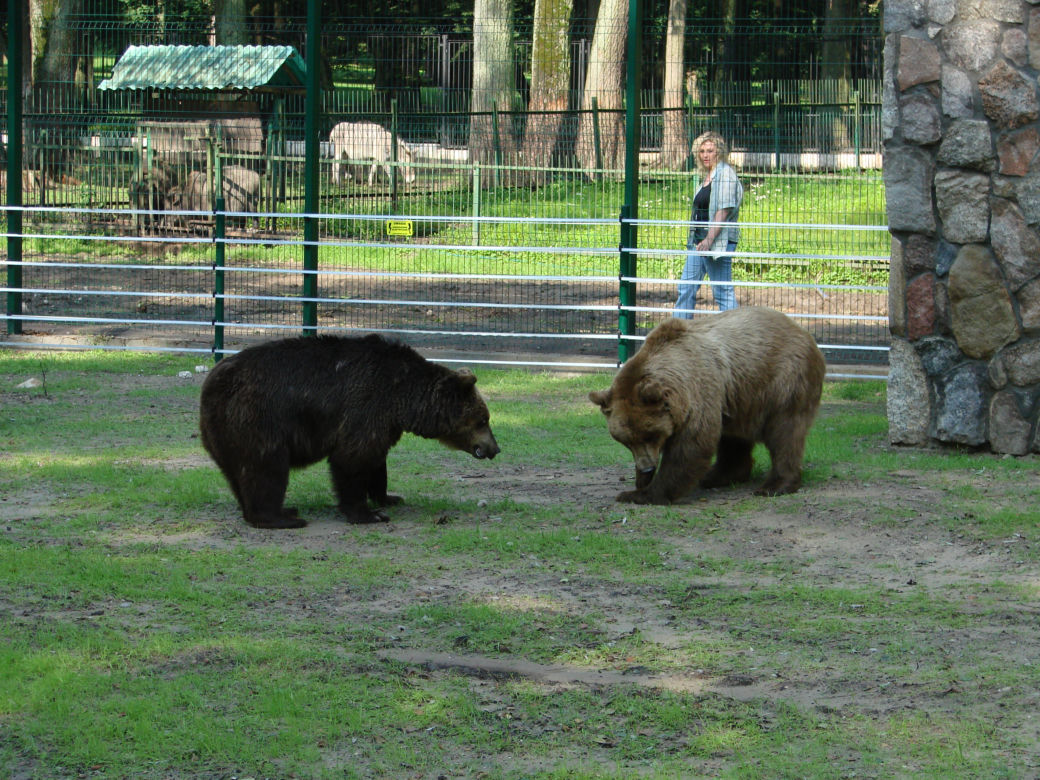 Akcent ZOO. Niedźwiedzica Jola zmarła po chorobie