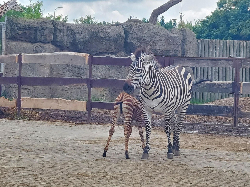 Mała zebra w zamojskim ZOO