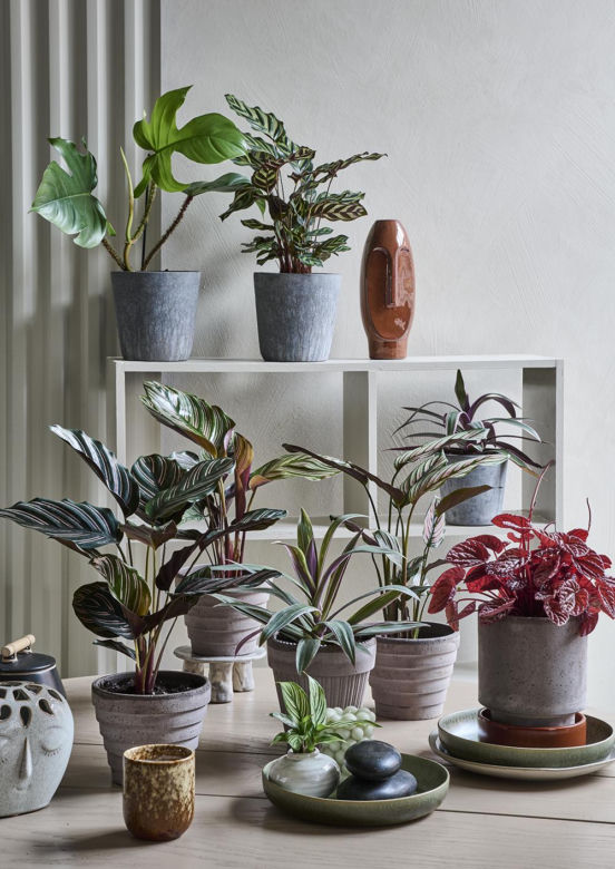 Kalatea 'Sanderiana'  (Calathea sanderiana)