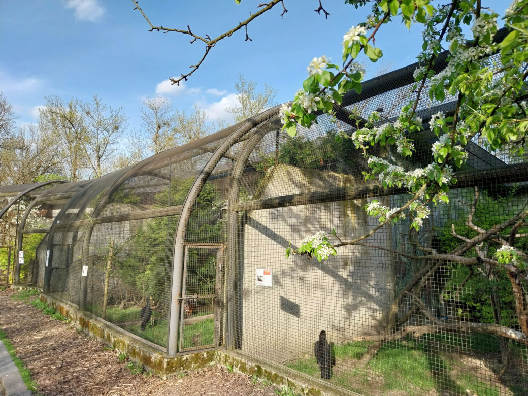 Wiosenny spacer w zamojskim zoo