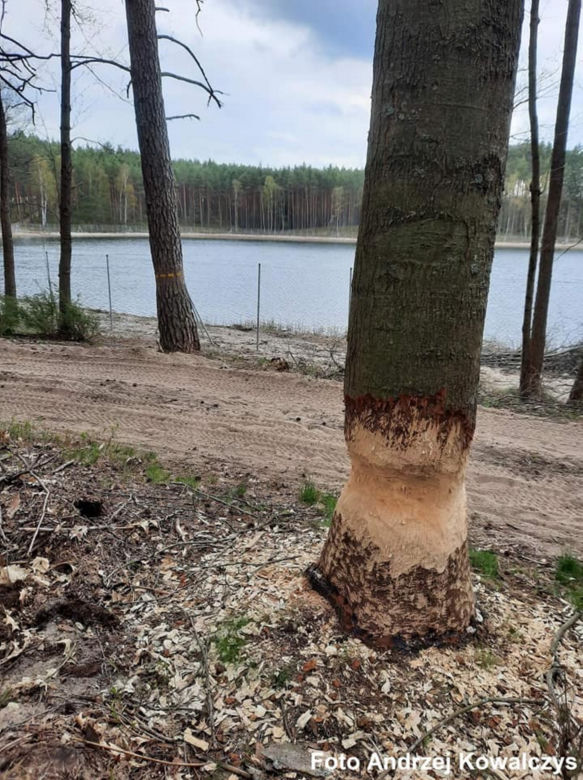 Jezioro Wielkie Oczko ogrodzone płotem. Zwierzęta odcięte od wody. Radny Gdańska: "Takiej dewastacji dawno nie widziałem"