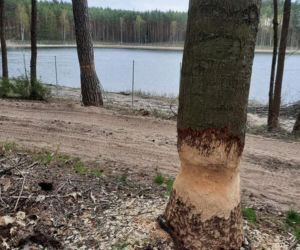 Jezioro Wielkie Oczko ogrodzone płotem. Zwierzęta odcięte od wody. Radny Gdańska: Takiej dewastacji dawno nie widziałem