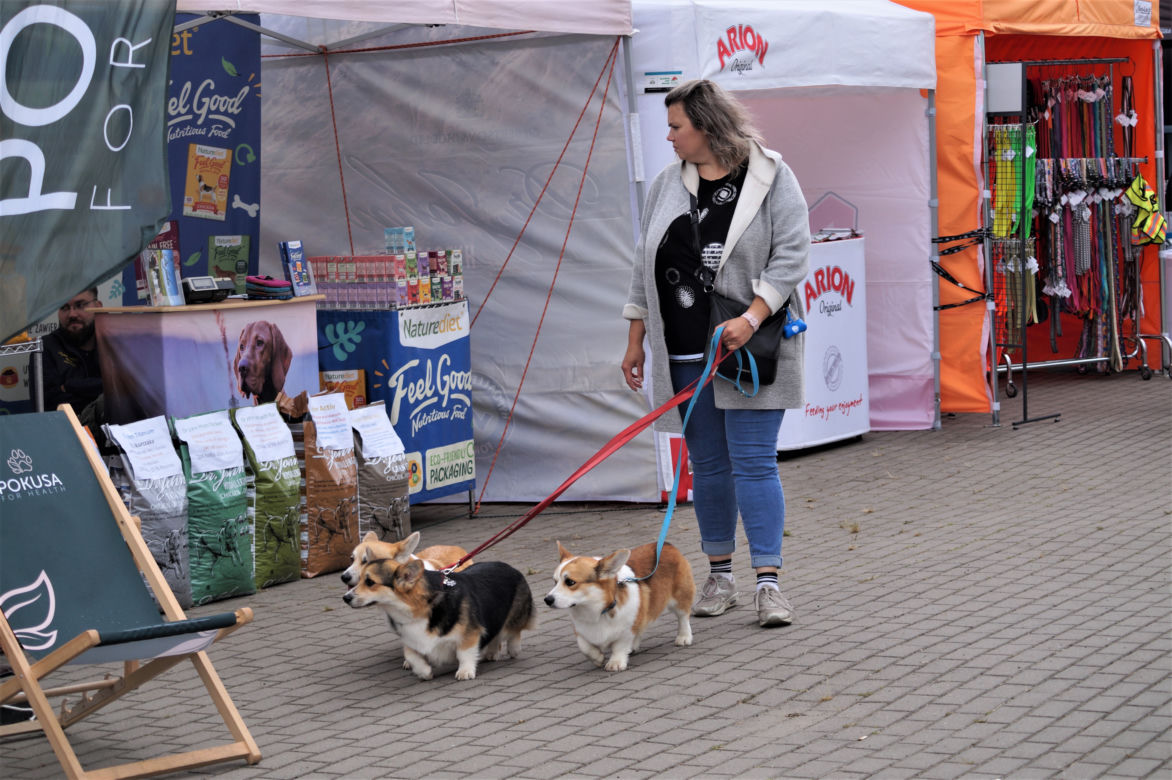 IV Międzynarodowa Wystawa Psów Rasowych w Bydgoszczy [ZDJĘCIA]