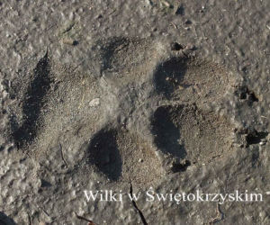 Jacek Major i wilki