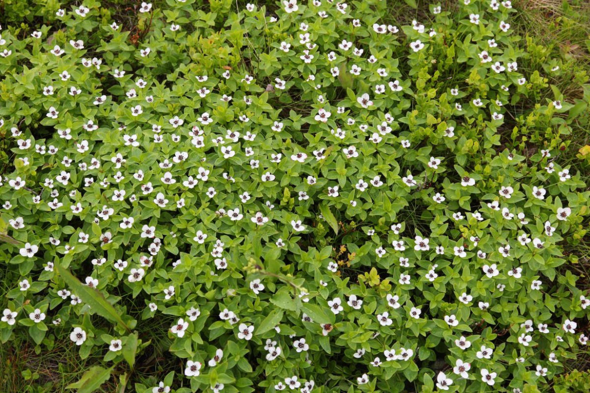 Krzewy okrywowe