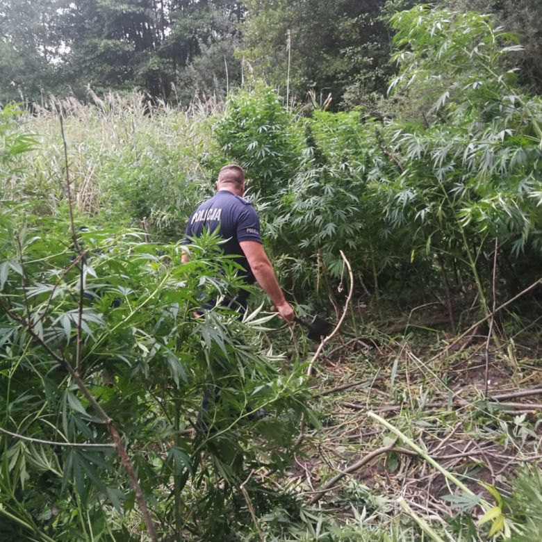 Ogromne plantacje marihuany w lesie pod Tuszynem! Akcja policji trwała tam kilka godzin!