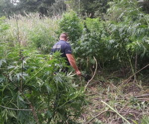 Ogromne plantacje marihuany w lesie pod Tuszynem! Akcja policji trwała tam kilka godzin!