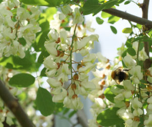 Robinia akacjowa