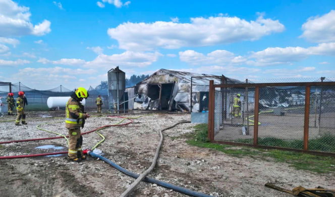 Ogromne straty po pożarze wielkiego kurnika w Lipinkach. W środku trzymano blisko 2 tysiące bażantów