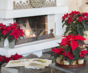 Te kwiaty są idealne zimą. Kupuj bez opamiętania