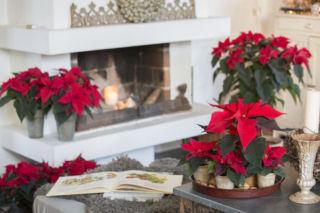 Chcesz zieleni zimą? Te ośliny kwitną najpiękniej, gdy za oknem mróz