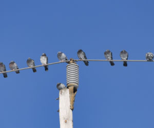 Dlaczego ptaków, które siedzą na liniach energatycznych nie kopie prąd? 