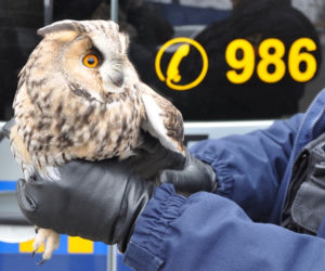 Interwencje Eko Patrolu w Warszawie