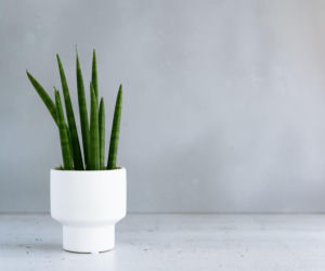 Sansewieria cylindryczna