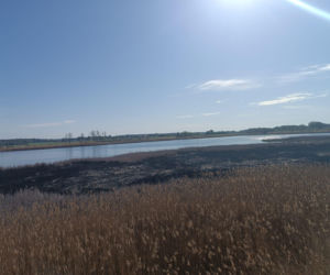 Pożar trzcinowisk pod Łukowem