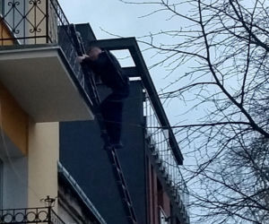 Pies na balkonie