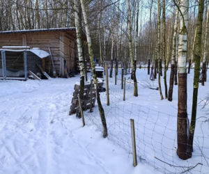Wataha psów terroryzuje wieś. „Nie zaatakowały z głodu. To była napaść, by zabić”