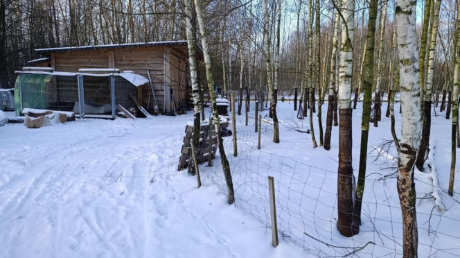 Wataha psów terroryzuje wieś. „Nie zaatakowały z głodu. To była napaść, by zabić”