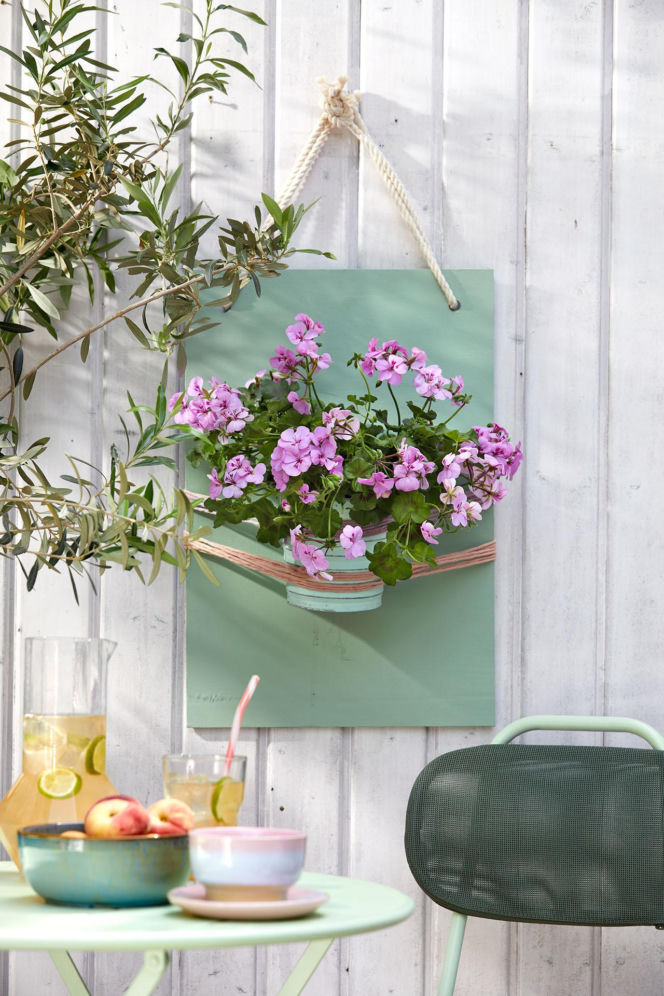 Pelargonia kaskadowa