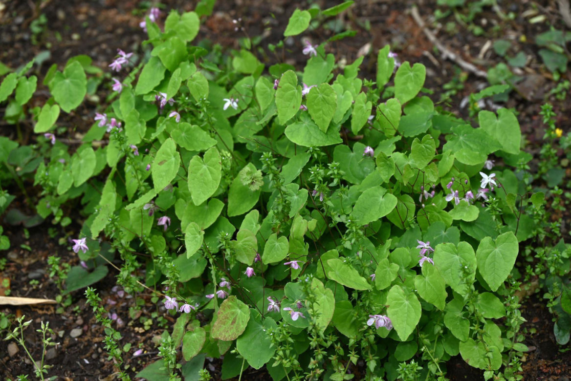 Epimedium wielkokwiatowe