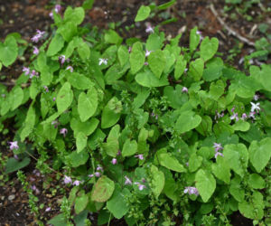 Epimedium wielkokwiatowe