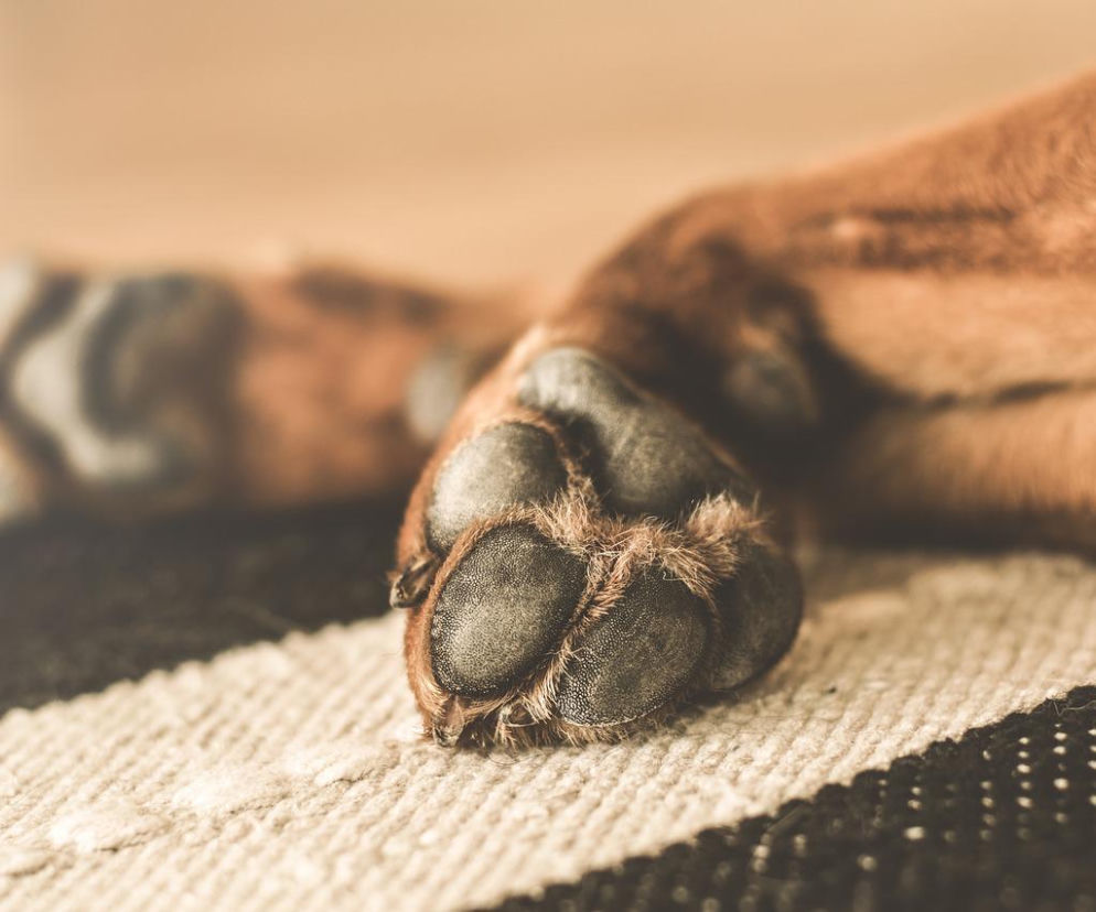 Niebezpieczeństwo na bydgoskim osiedlu. Jedno zwierzę nie przeżyło spaceru!