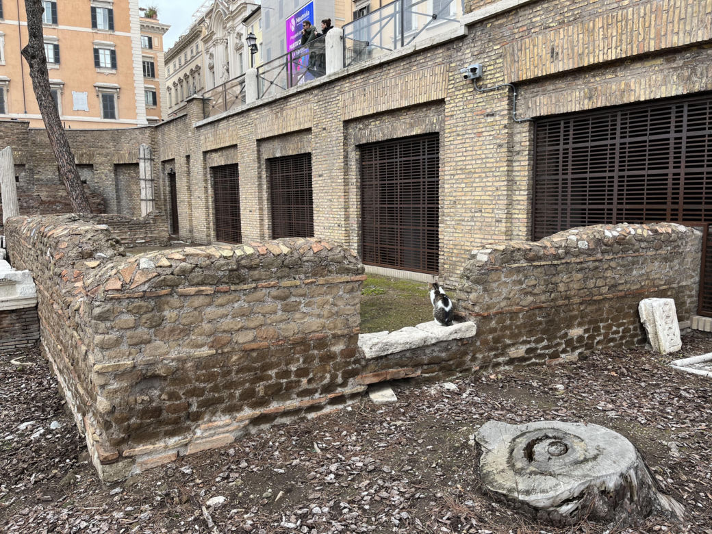 Largo Argentina w Rzymie. Koty zamieszkały w starożytnych ruinach - zobacz zdjęcia