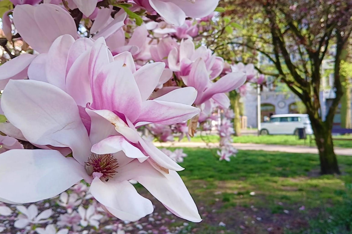 Magnolie w Szczecinie
