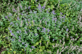 Kocimiętka Faassena - Nepeta x fassenii