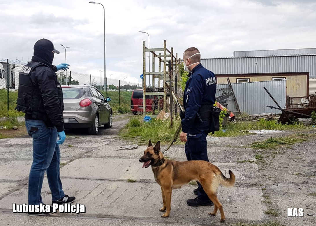 Ponad tona nielegalnego tytoniu pod Zieloną Górą! Trzy osoby zatrzymane