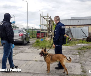 Ponad tona nielegalnego tytoniu pod Zieloną Górą! Trzy osoby zatrzymane