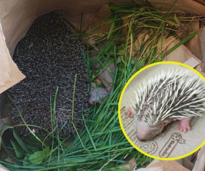 Jeż uwięziony pod kratą na osiedlu w Gdańsku. Zaskakujący finał akcji ratunkowej [ZDJĘCIA]