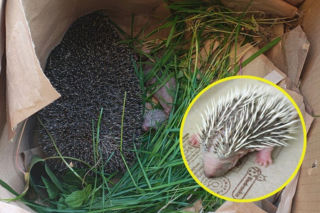 Nietypowa interwencja w Gdańsku! Przyjechali do uwięzionego jeża. Zakończyło się tym, że odbierali poród [ZDJĘCIA]