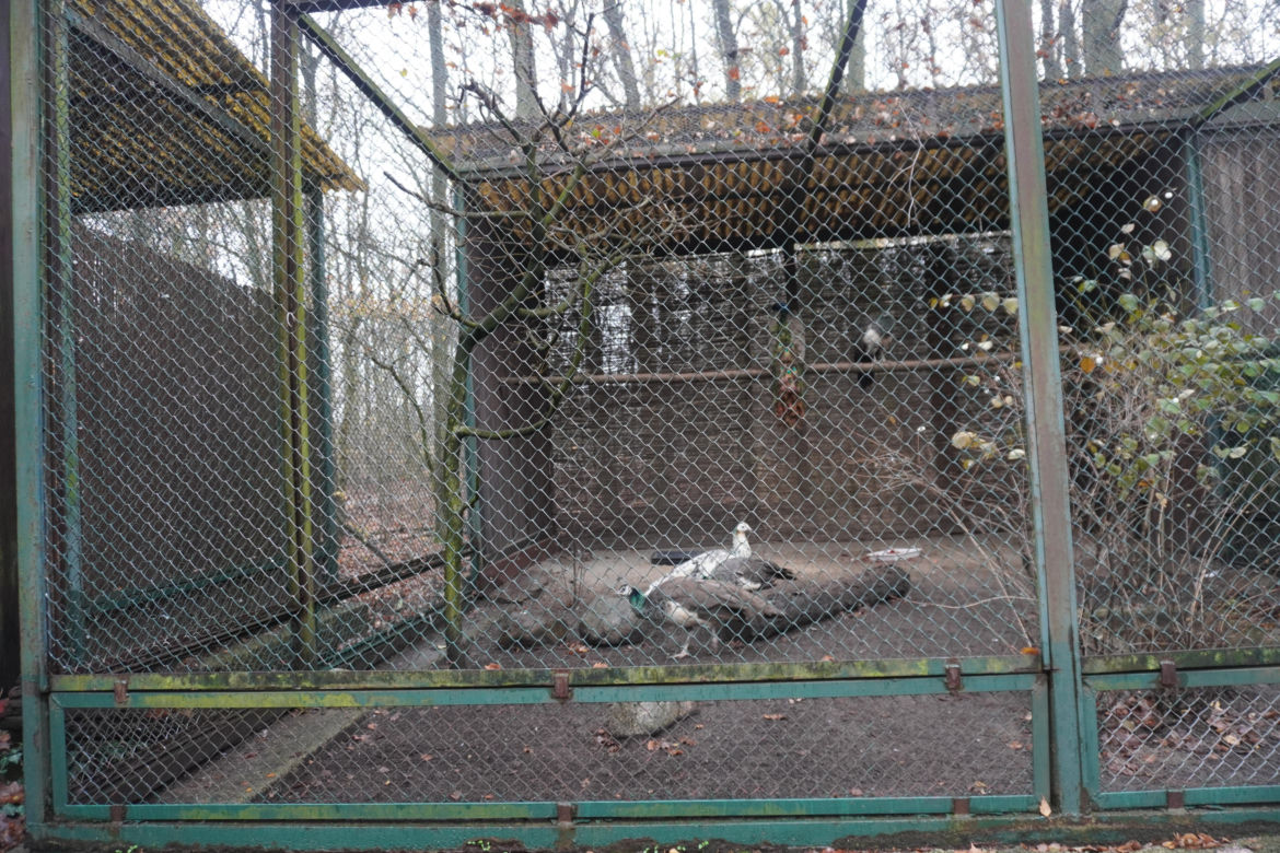 Zoo w Poznaniu zimą