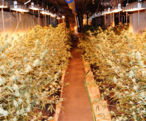 Marihuana o wartości ponad miliona złotych