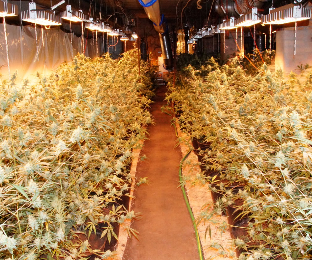 Marihuana o wartości ponad miliona złotych