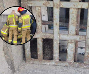 Ciekawski jeż w potrzasku. Z pułapki ratowali go strażacy. Jak on tam wlazł!?