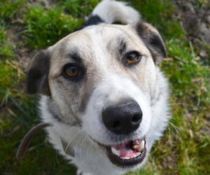 Piękne psy do adopcji ze schroniska Kundelek w Rzeszowie [ZDJĘCIA]
