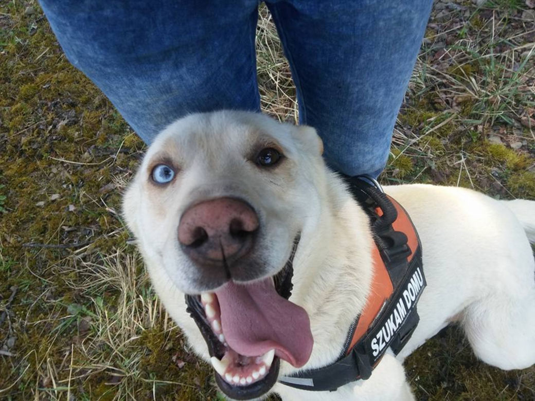 NIKT NIE CHCE PRZYGARNĄĆ PSA Z HETEROCHROMIĄ