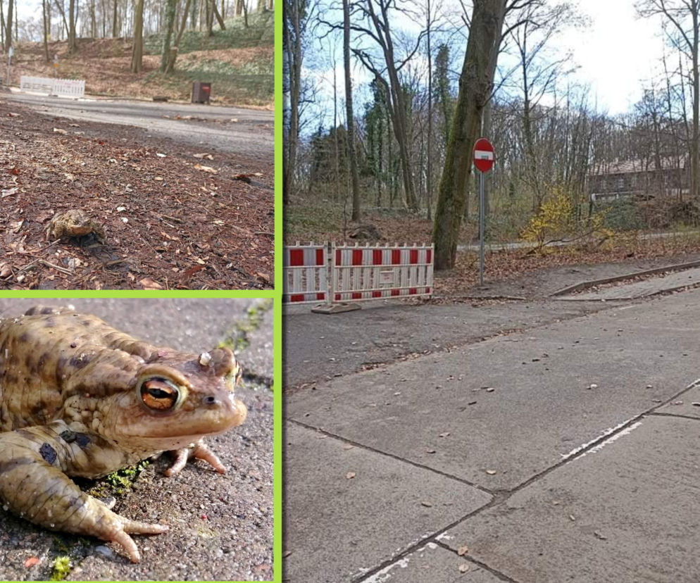 Parking nad jeziorem Szmaragdowym zamknięty. Wszystko przez ropuchy
