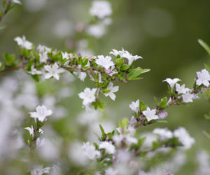 Brahmi (bakopa drobnolistna)
