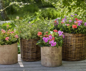 Zobacz, jak pelargonie mogą odmienić twój balkon