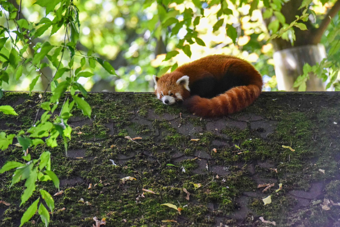 Powitajmy dwóch nowych mieszkańców toruńskiego ogrodu zoobotanicznego!