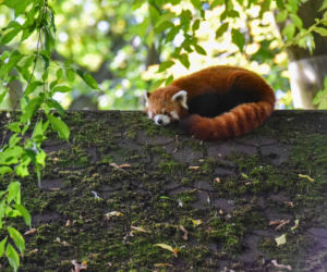 Powitajmy dwóch nowych mieszkańców toruńskiego ogrodu zoobotanicznego!