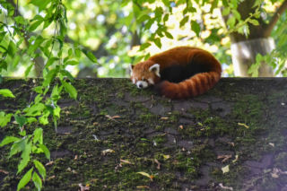 Powitajmy dwóch nowych mieszkańców toruńskiego ogrodu zoobotanicznego!