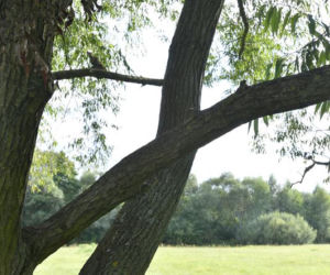 Zuzia z koleżanką powiesiły się na wierzbie. Jakie tajemnice śmierci dziewczynek zdradziła sekcja? 