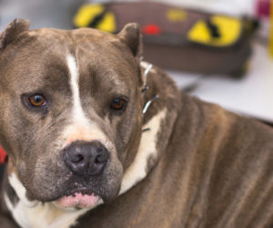 Amstaff