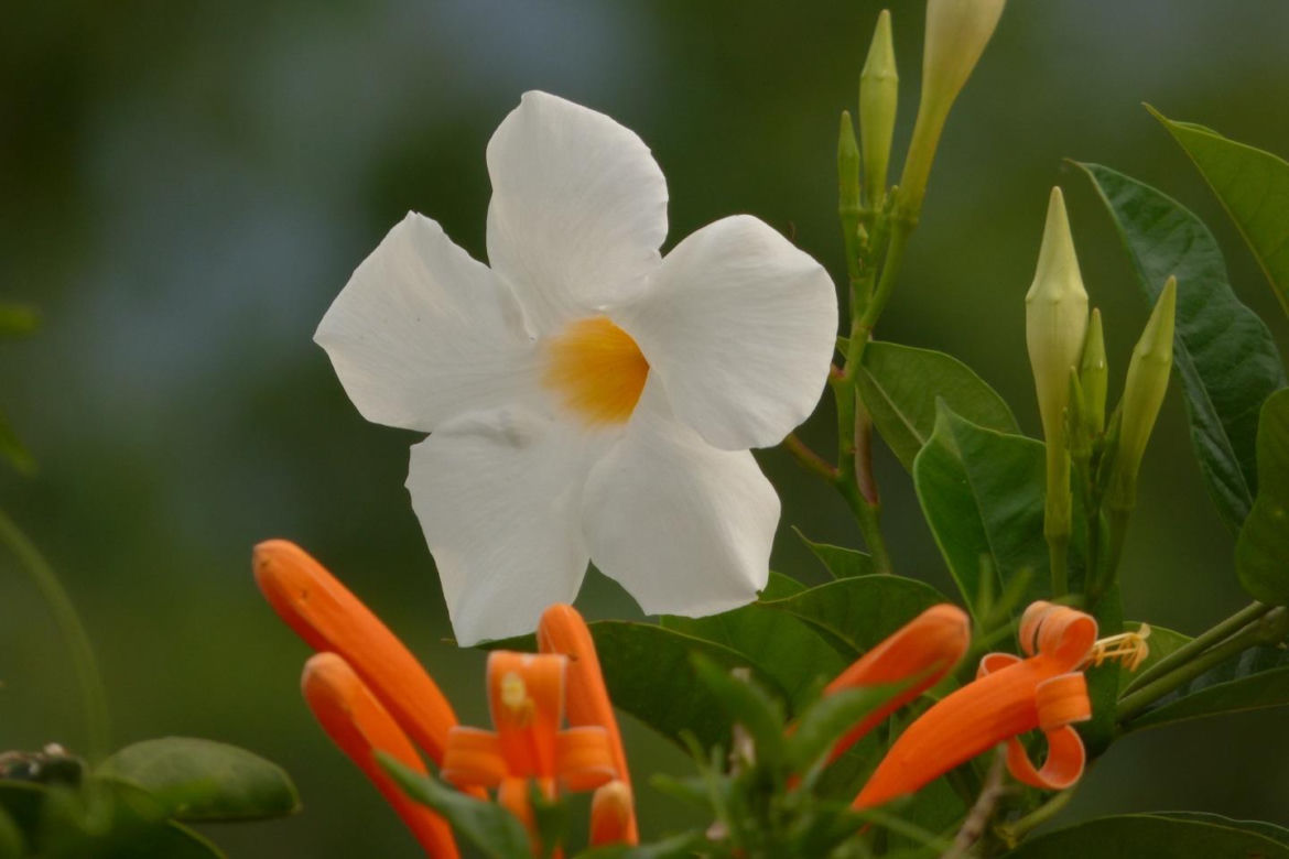 Zapomnij o pelargoniach. To najmodniejsza roślina balkonowa tego roku
