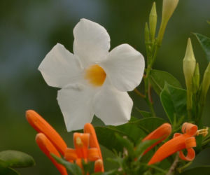 Zapomnij o pelargoniach. To najmodniejsza roślina balkonowa tego roku