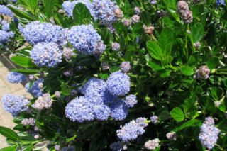 Prusznik - Ceanothus griseus